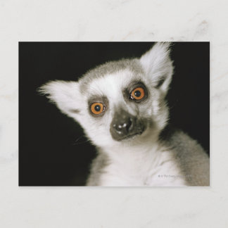 Ein Maulkorb. Postkarte