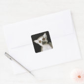 Ein Maulkorb. Quadratischer Aufkleber (Umschlag)