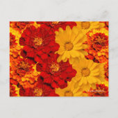 Ein Medley aus Rot-Gelb- und Orangenschwellen Postkarte (Vorderseite)