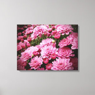 Ein Meer rosa Chrysanthemen Leinwanddruck