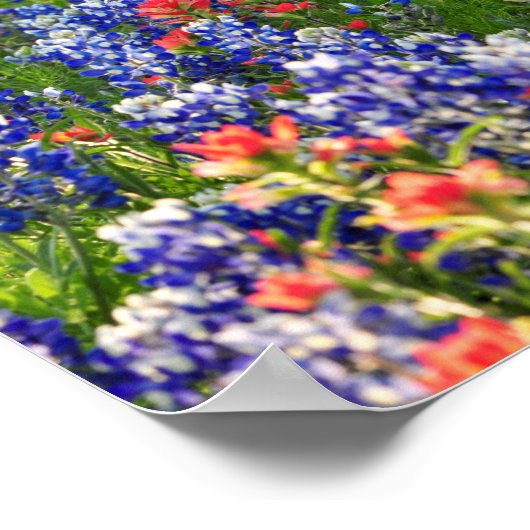 Ein Meer von Bluebonnets und indischen Pinseln Poster (Ecke)