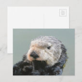 Ein Meeresotterphilosoph Postkarte (Vorne/Hinten)