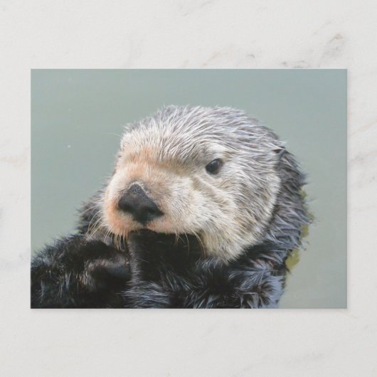 Ein Meeresotterphilosoph Postkarte (Vorderseite)