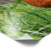 Ein merkwürdiger amerikanischer Robin Fotodruck (Ecke)