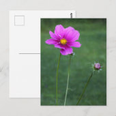 Ein mexikanisches Aster Postkarte (Vorne/Hinten)