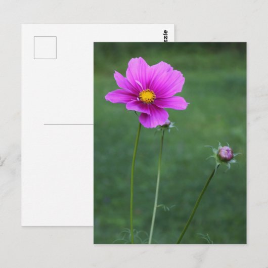 Ein mexikanisches Aster Postkarte (Vorne/Hinten)