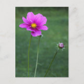 Ein mexikanisches Aster Postkarte (Vorderseite)