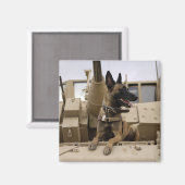 Ein militärisch arbeitender Hund sitzt auf einem M Magnet (Vorderseite/Rückseite)
