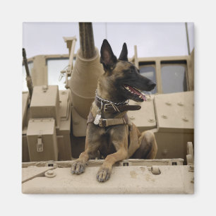 Ein militärisch arbeitender Hund sitzt auf einem M Magnet