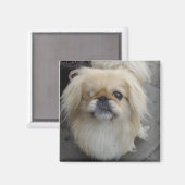 ein mit Augen Hund Magnet (Vorderseite/Rückseite)