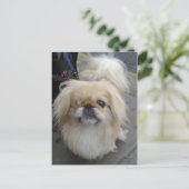 ein mit Augen Hund Postkarte (Stehend Vorderseite)