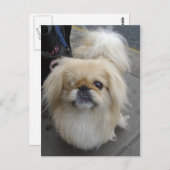 ein mit Augen Hund Postkarte (Vorne/Hinten)