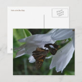 Ein Modemdatum Postkarte (Vorne/Hinten)