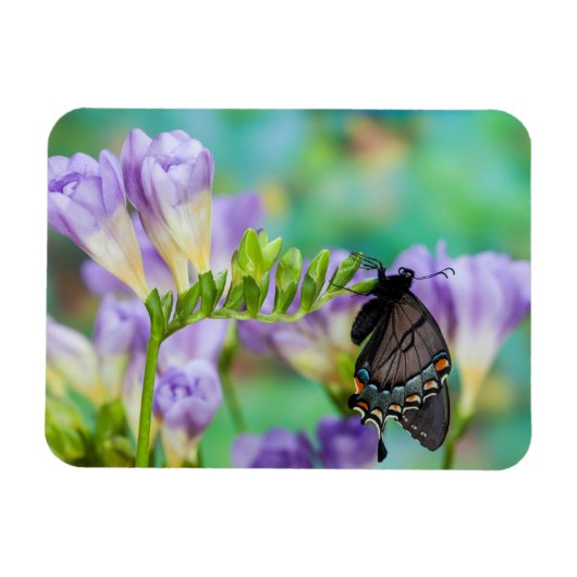 Ein Monarchen-Schmetterling | Danaus Plexippus Magnet (Horizontal)