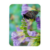Ein Monarchen-Schmetterling | Danaus Plexippus Magnet (Vertikal)