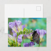 Ein Monarchen-Schmetterling | Danaus Plexippus Postkarte (Vorne/Hinten)