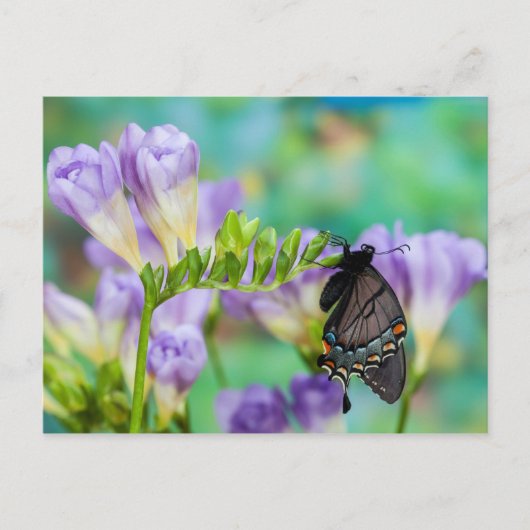 Ein Monarchen-Schmetterling | Danaus Plexippus Postkarte (Vorderseite)