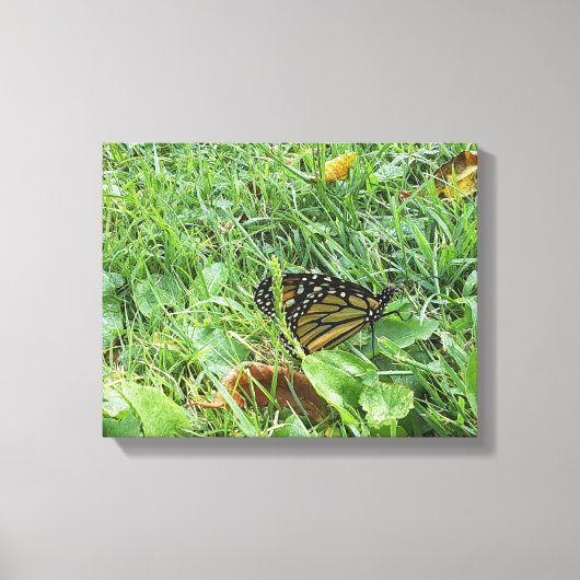 Ein Monarchen-Schmetterling Leinwanddruck (Vorderseite)