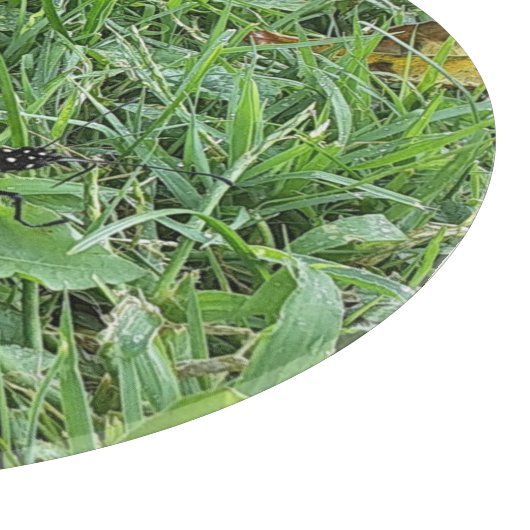 Ein Monarchen-Schmetterling Schneidebrett (Ecke)