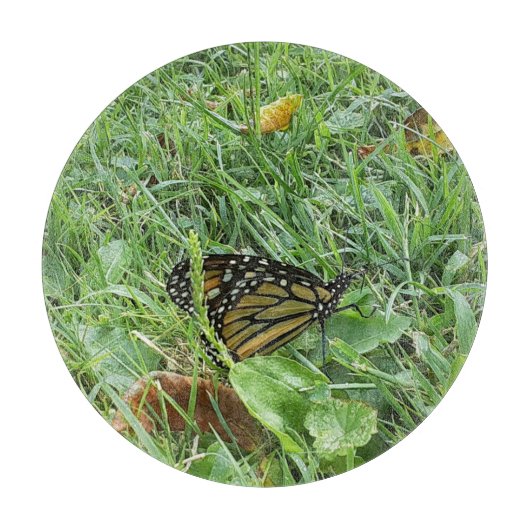 Ein Monarchen-Schmetterling Schneidebrett (Vorderseite)