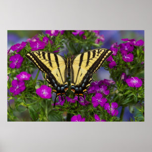 Ein Monarchfalter auf dunkelrosa Blüten Poster