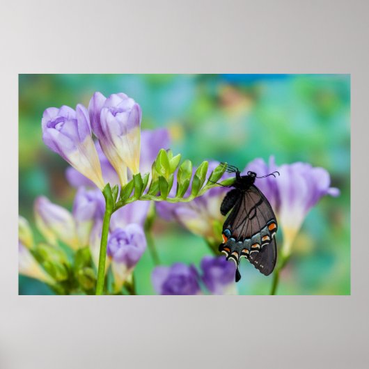 Ein Monarchfalter | Danaus Plexippus Poster (Vorne)