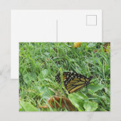 Ein Monarchfalter Postkarte (Vorne/Hinten)