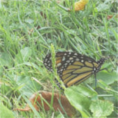 Ein Monarchschmetterling, kundenspezifisch geschni Aufkleber (Vorderseite)
