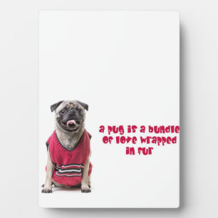 Ein Mops ist ein Bündel von Liebe, die in Pelz umm Fotoplatte