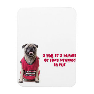 Ein Mops ist ein Bündel von Liebe, die in Pelz umm Magnet