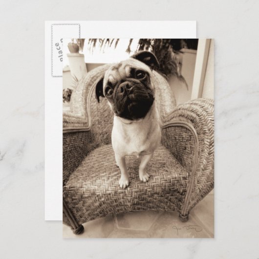 Ein Mops mit Kopf, der zur Seite getippt wurde Postkarte (Vorne/Hinten)