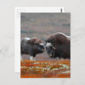 Ein Moschus Ox und Kalb Postkarte (Vorne/Hinten)