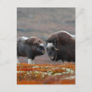 Ein Moschus Ox und Kalb Postkarte