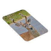 Ein Mule Deer Magnet (Rechte Seite)