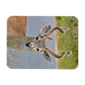 Ein Mule Deer Magnet (Horizontal)