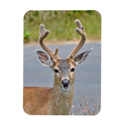 Ein Mule Deer Magnet (Vertikal)