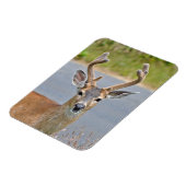 Ein Mule Deer Magnet (Linke Seite)