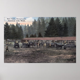Ein Mule Team im Lager Lewis Poster