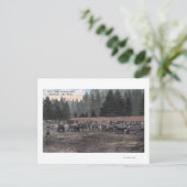 Ein Mule Team im Lager Lewis Postkarte (Stehend Vorderseite)