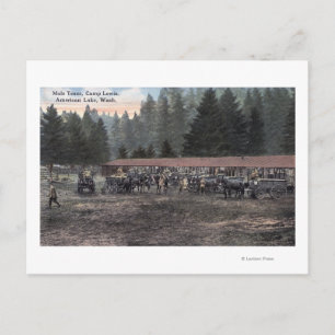 Ein Mule Team im Lager Lewis Postkarte