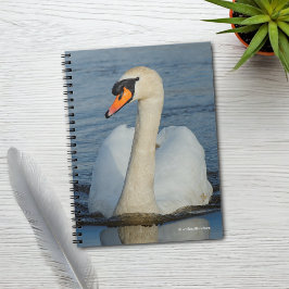 Ein Mute Swan nähert sich Notizblock