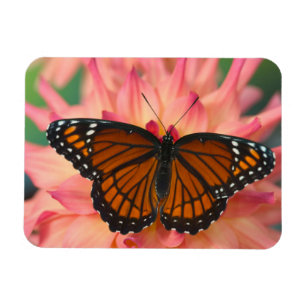 Ein Nachahmer des Monarchfalters Magnet