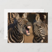 Ein naher Zebra, der seine Zähne zeigt, Postkarte (Vorne/Hinten)