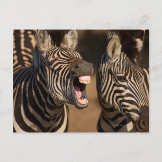 Ein naher Zebra, der seine Zähne zeigt, Postkarte (Vorderseite)