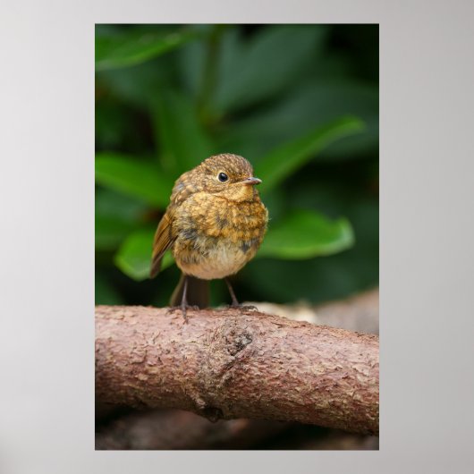 Ein Nahes Aufkommen eines bezaubernden Baby Robin Poster (Vorne)