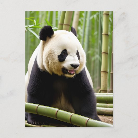 Ein Nahes Portrait eines Panda Postkarte (Vorderseite)
