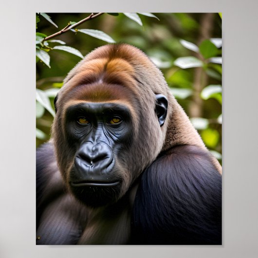 Ein Nahes Porträt eines Gorilla Poster (Vorne)