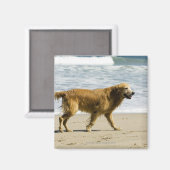 Ein nasser Hund am Strand. Magnet (Vorderseite/Rückseite)
