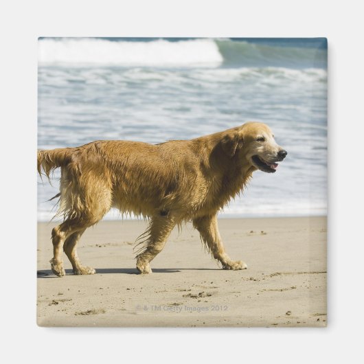 Ein nasser Hund am Strand. Magnet (Vorne)
