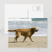 Ein nasser Hund am Strand. Postkarte (Vorne/Hinten)